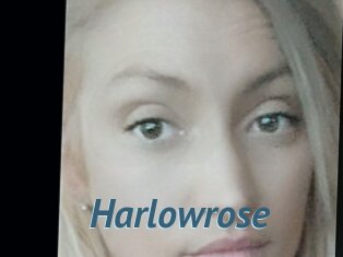 Harlowrose